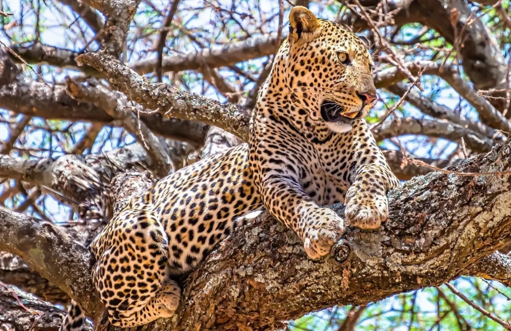 Hwange Wildlife