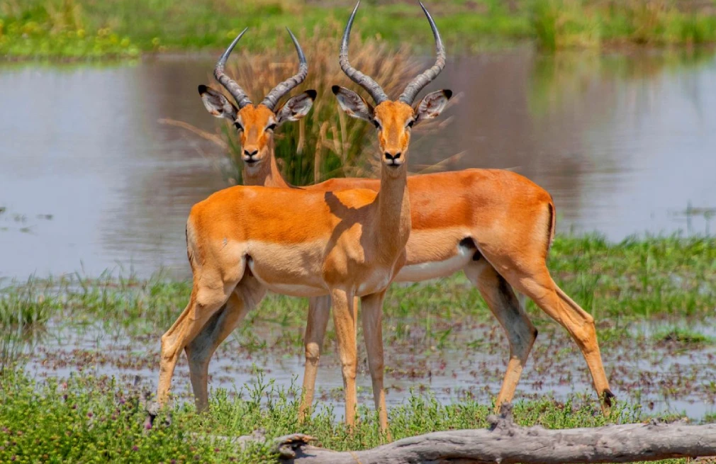 Chobe National Park Attractions