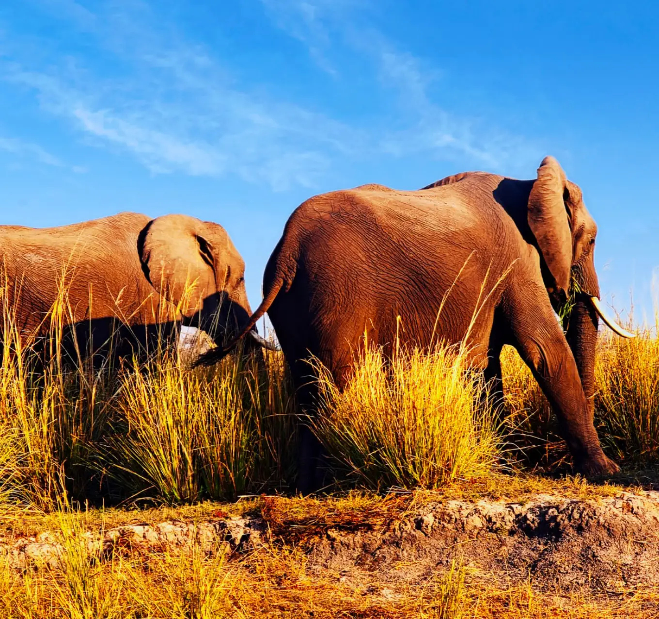 Chobe Safari Wildlife