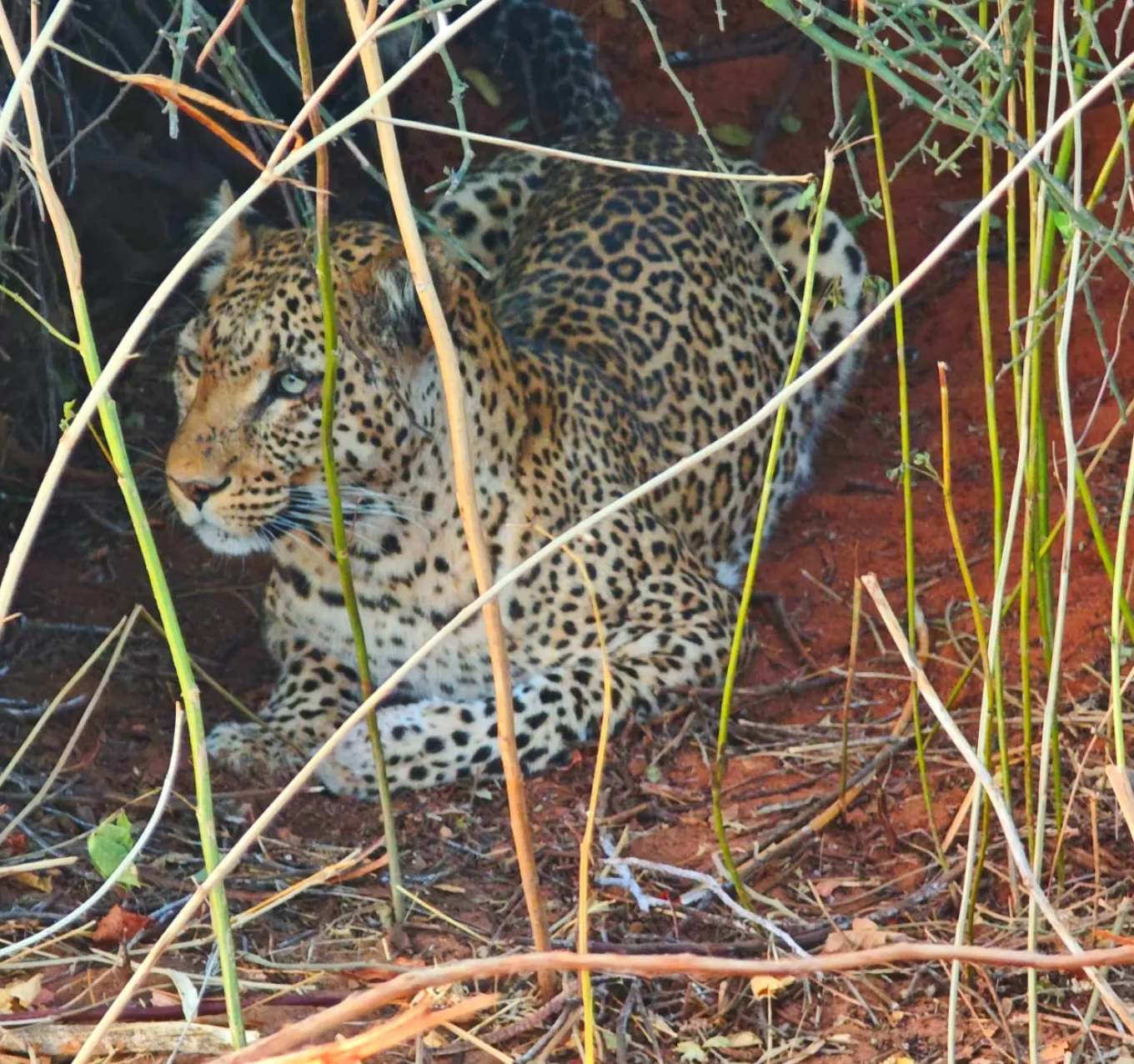 Chobe Wildlife