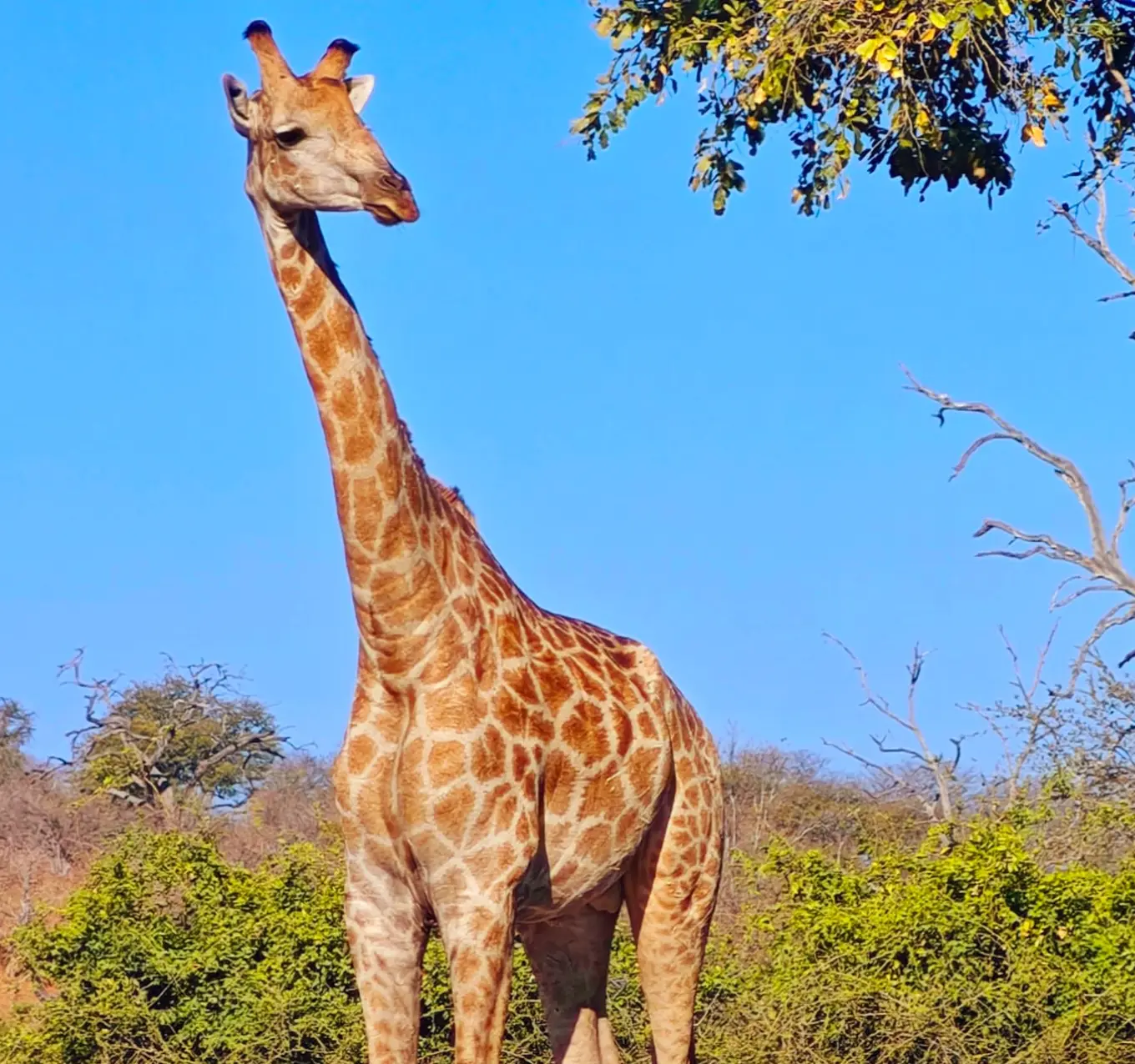 Chobe Wildlife