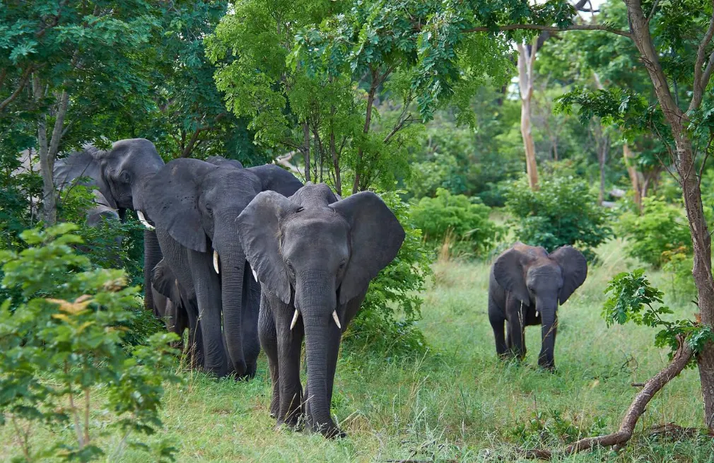 Chobe Wildlife