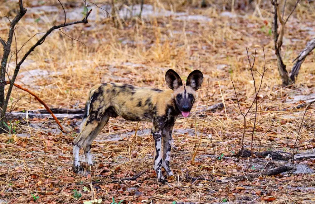 Painted Dog