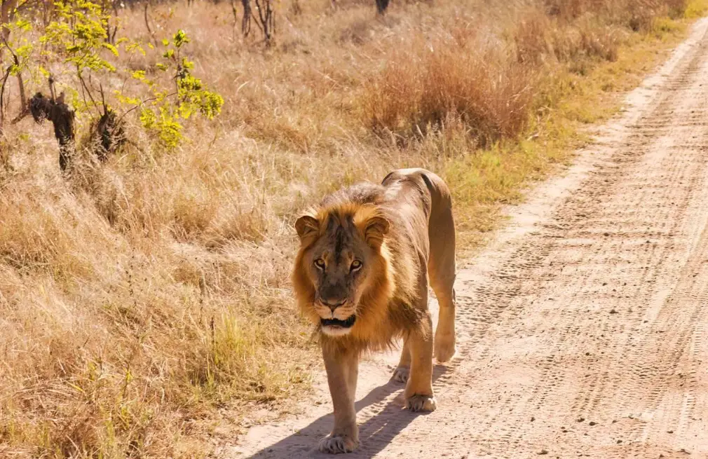 Game Drive