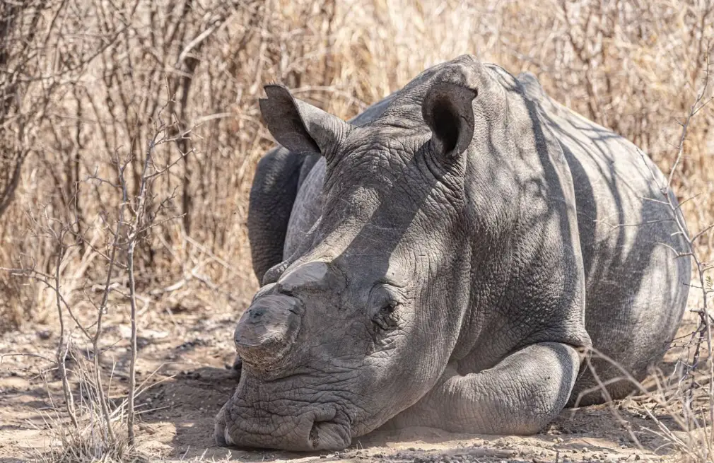 Hwange Rhino
