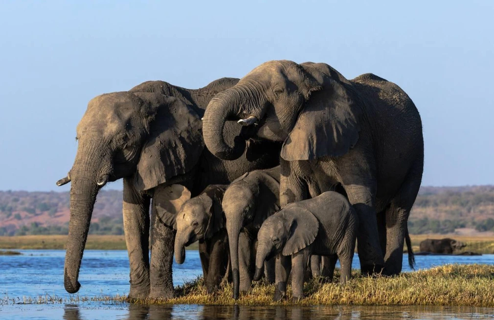 Chobe Wildlife