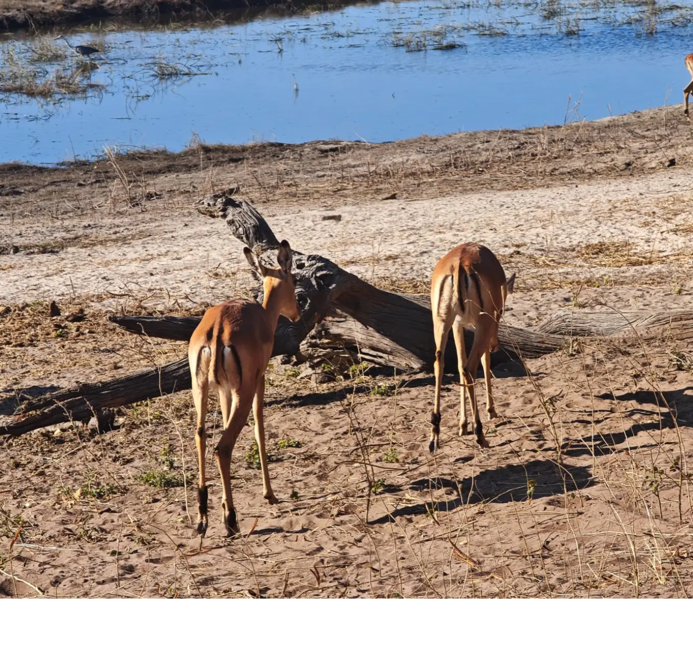 Hwange Safari Wildlife