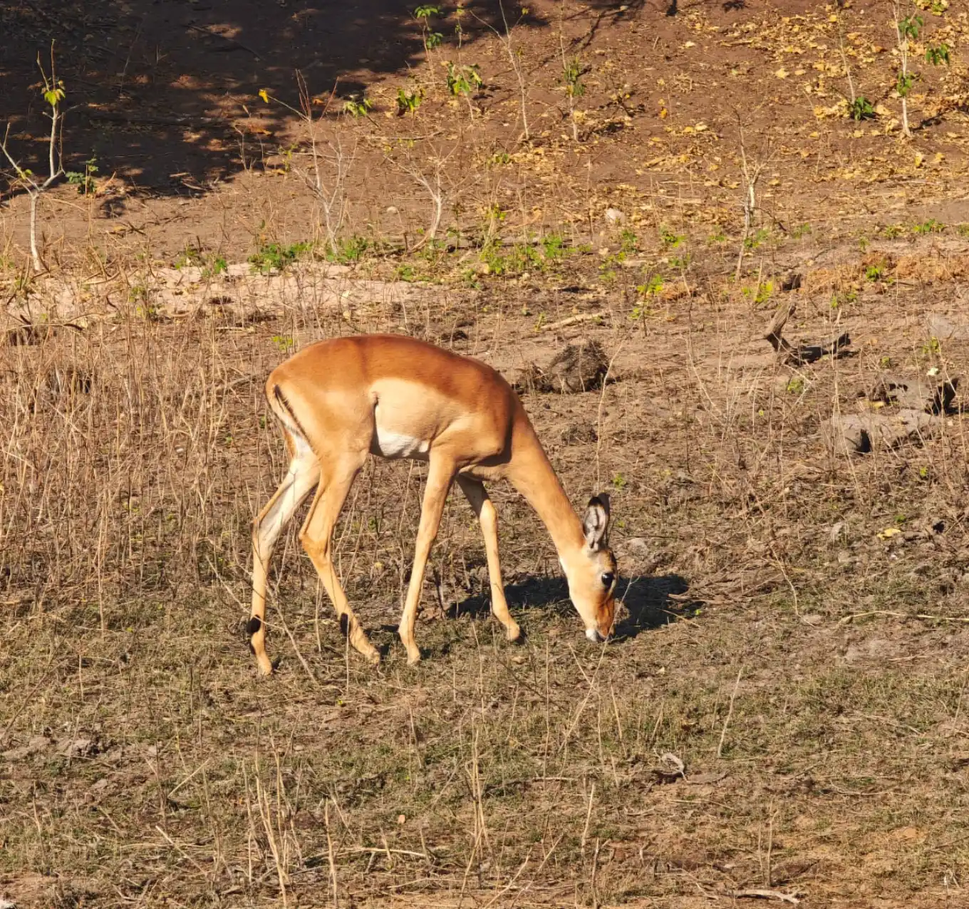 Chobe National Park Wildlife