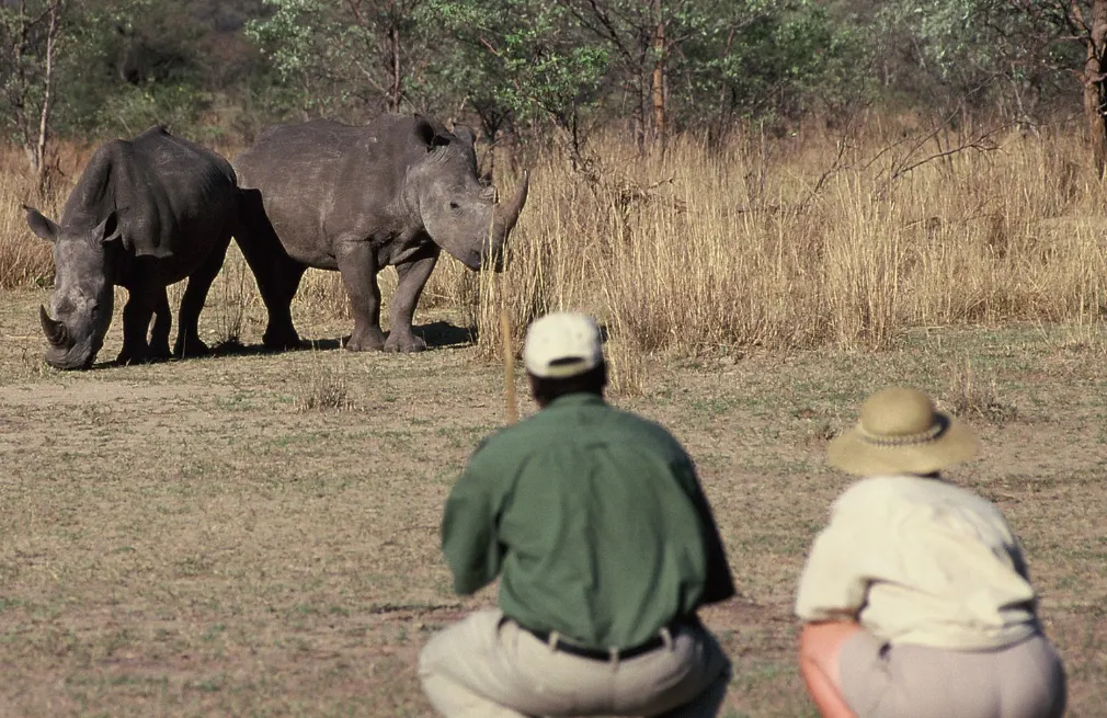 Rhino trekking