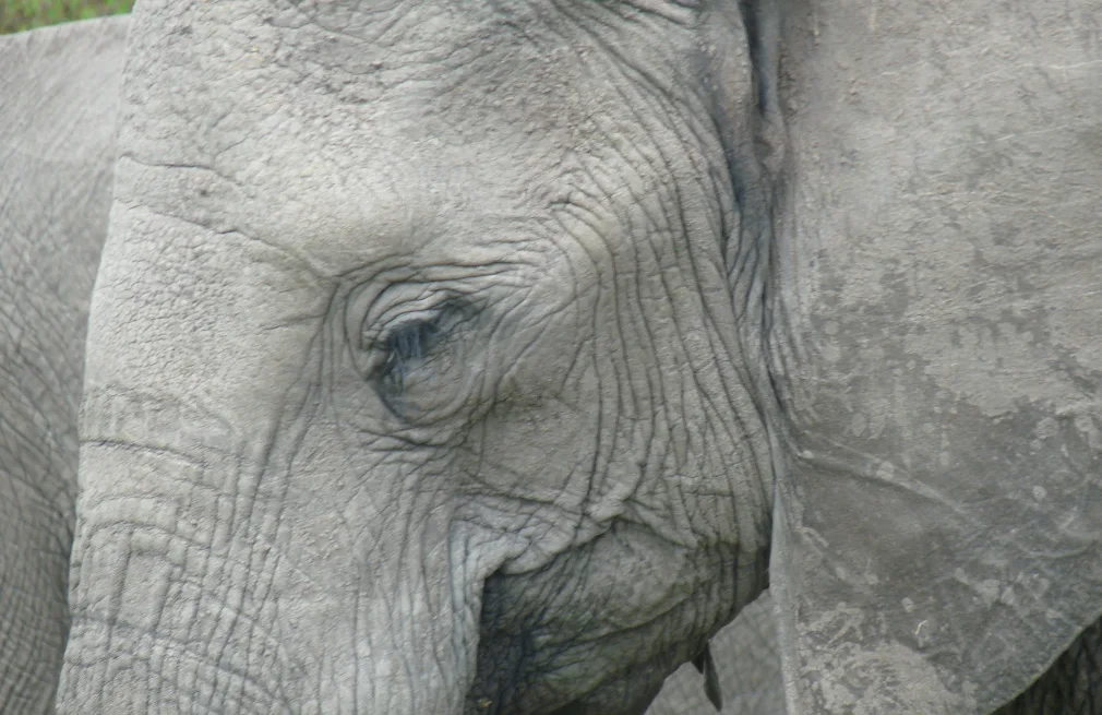 Hwange National Park Wildlife