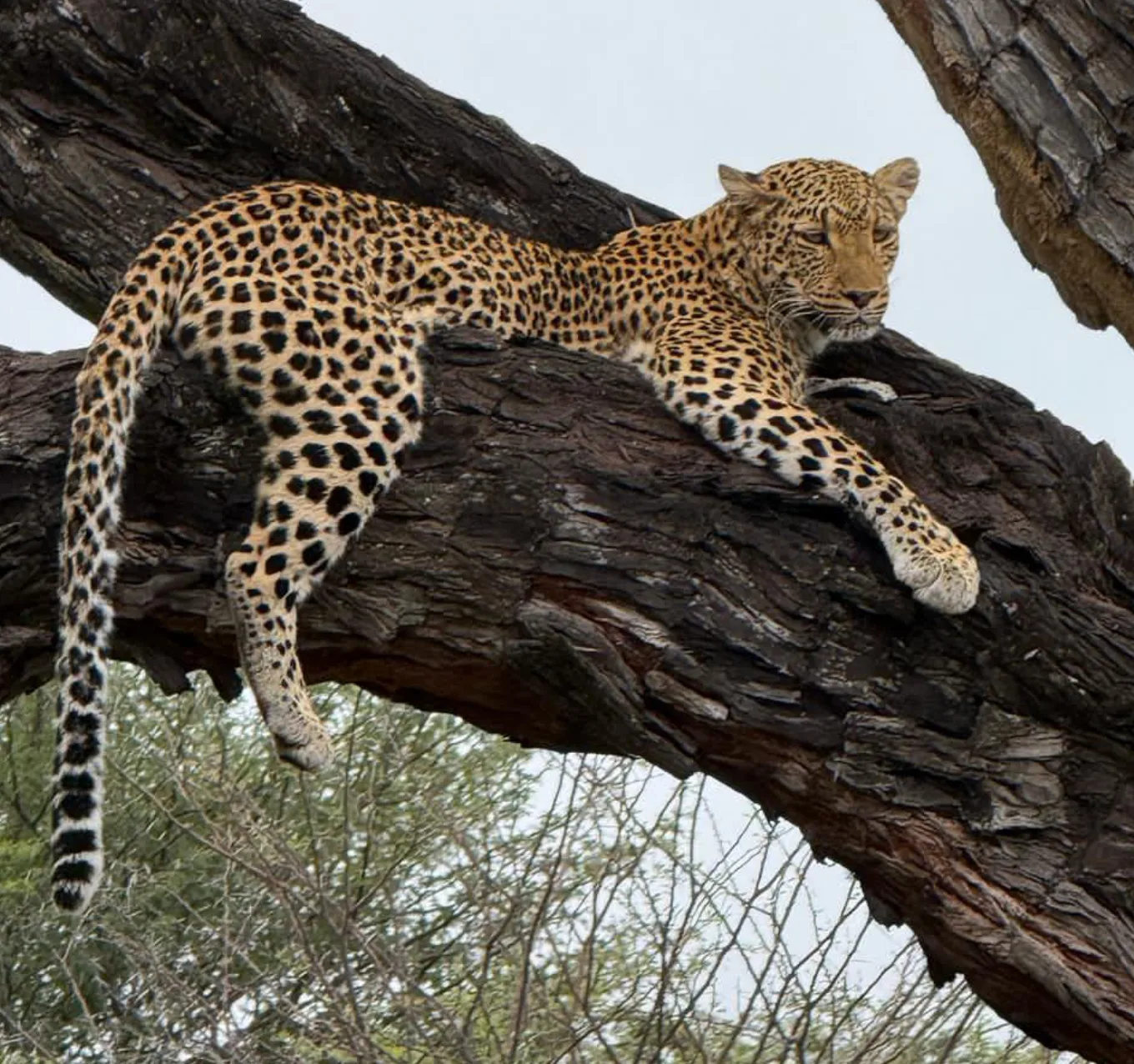 Hwange National Park Wildlife