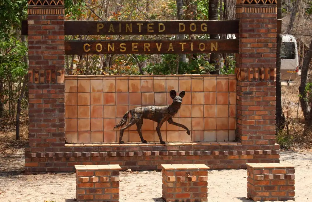 Painted Dog Conservation