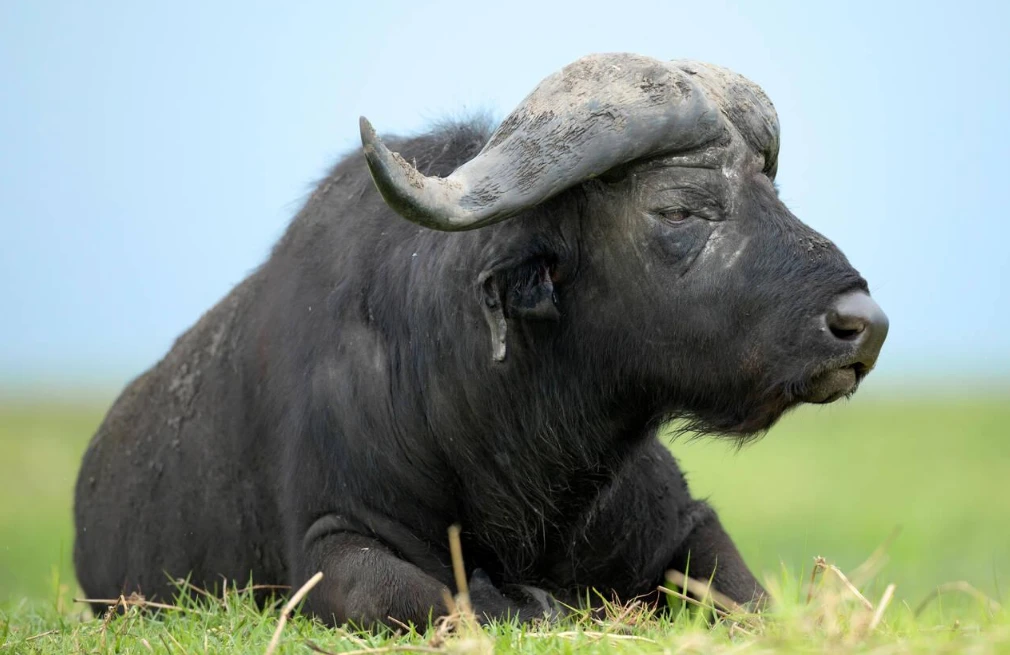 Cape Buffallo