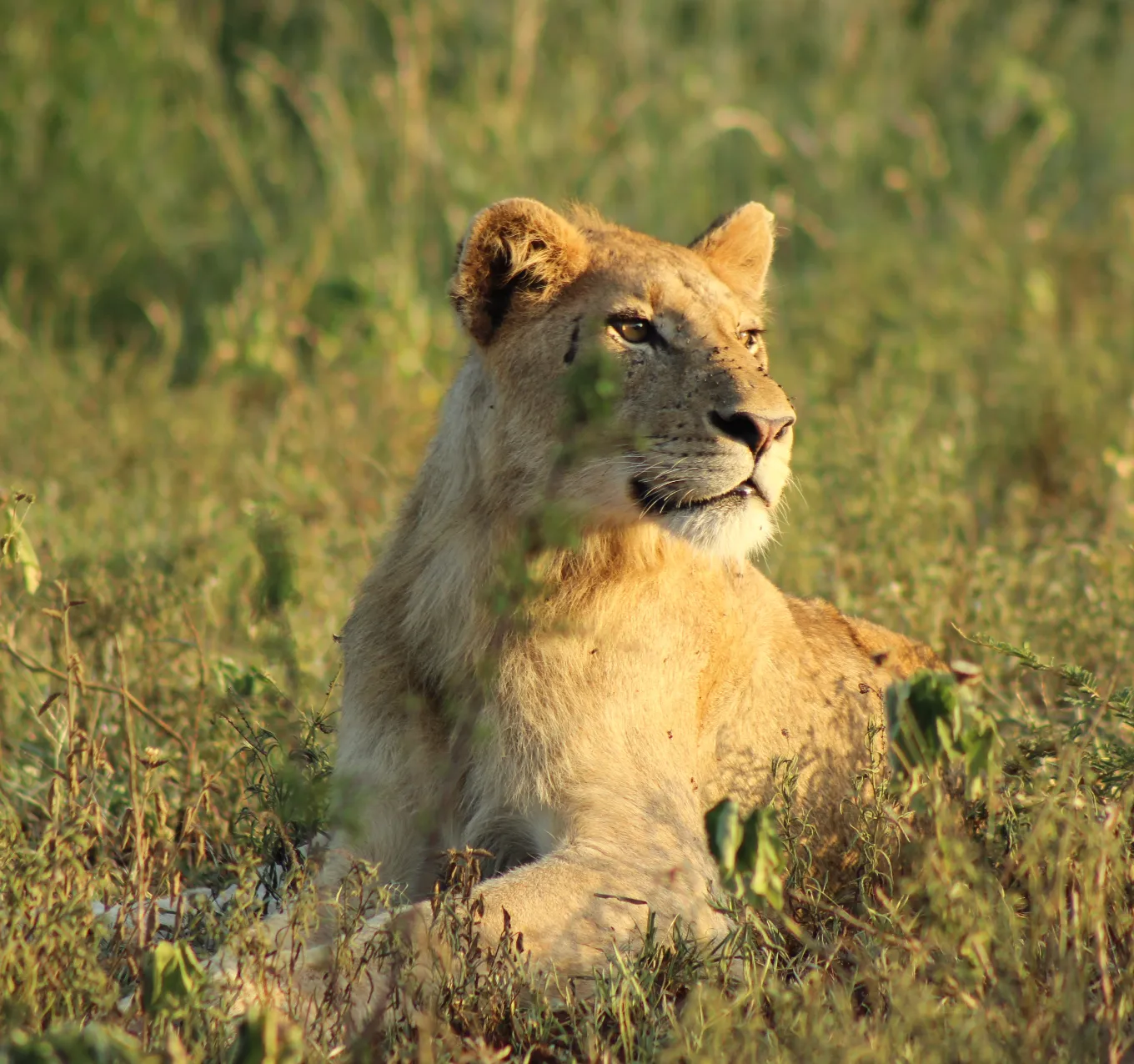 Hwange National Park Wildlife