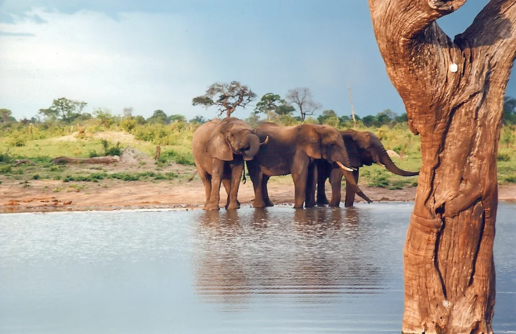 Hwange National Park Wildlife