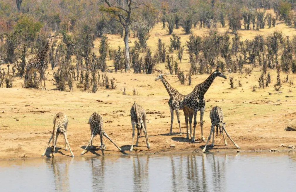 Hwange National Park Wildlife