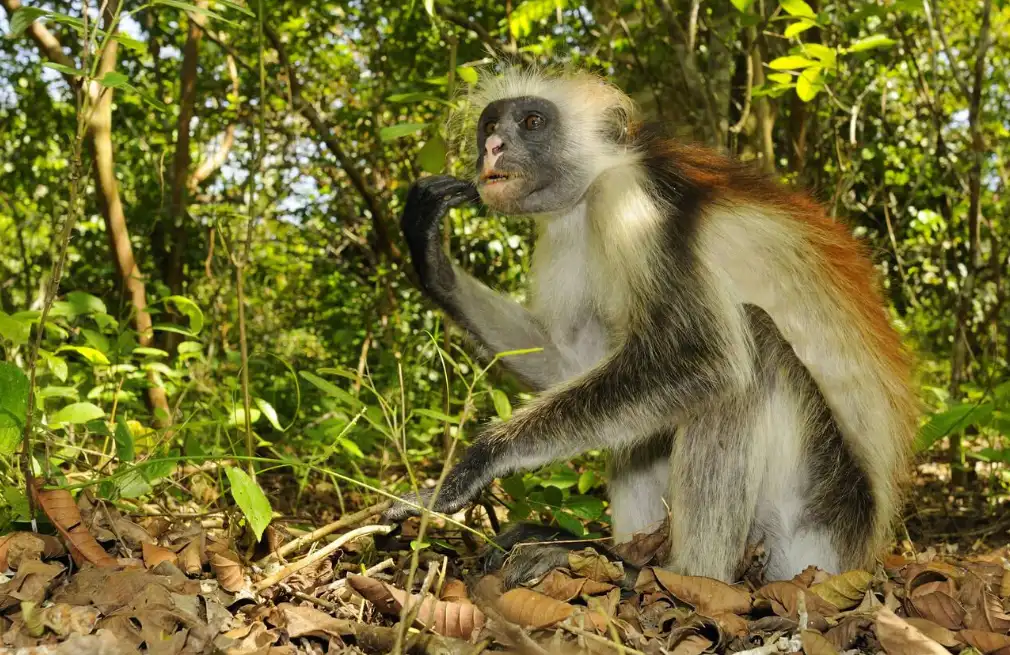 Red Colobus Monkey