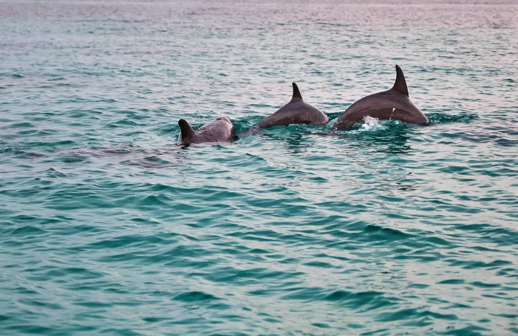 Dolphin Tour