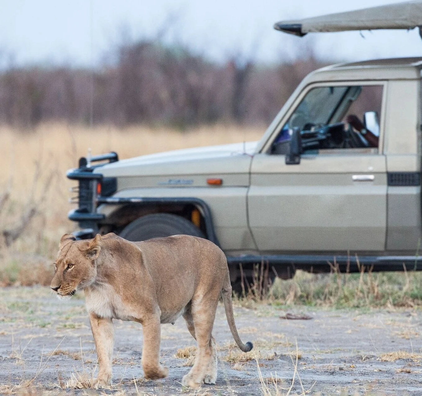 Okavango Delta Game Drive