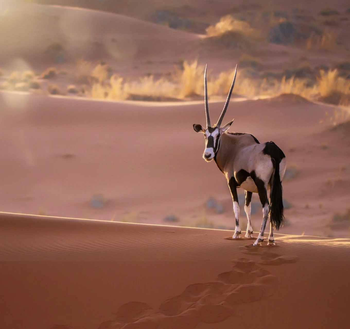 Namib Desert