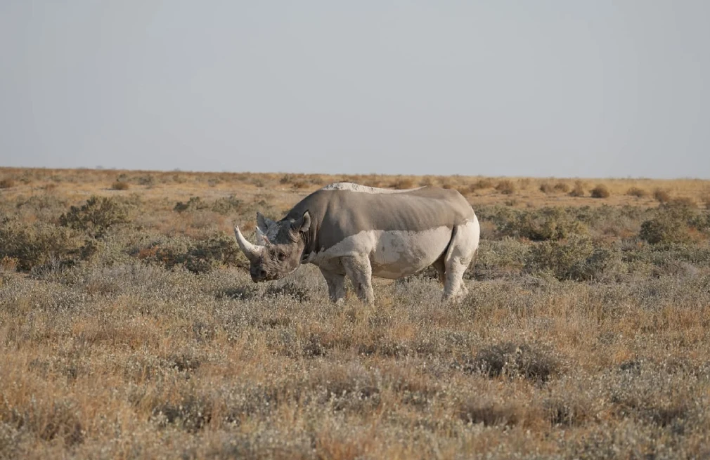 Etosha-The Great White Place