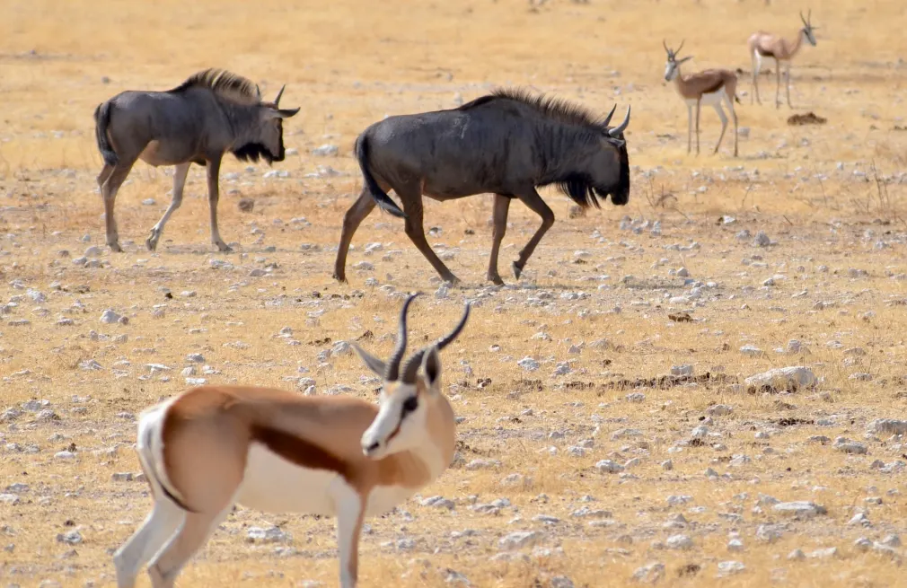 Etosha Wildlife