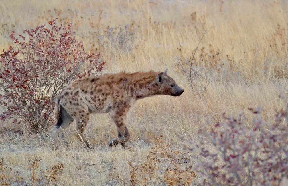 Etosha Wildlife