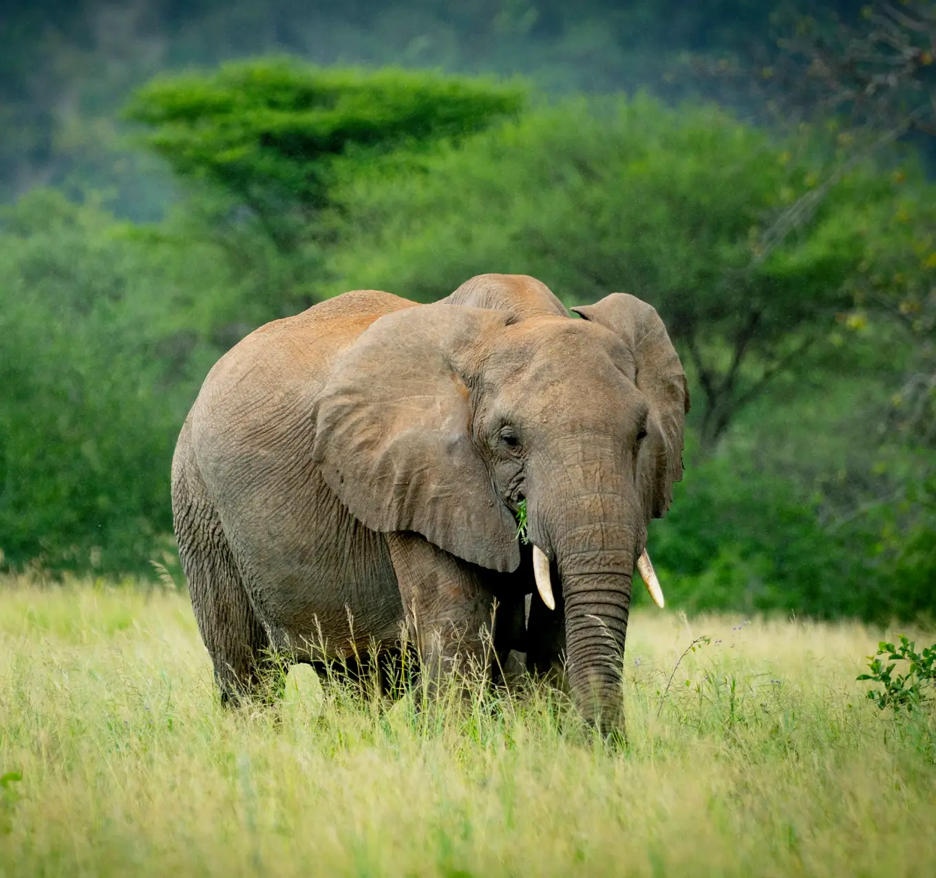 Tarangire Elephant