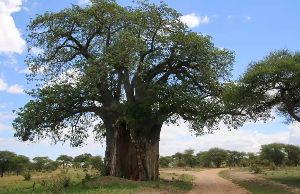 Baobab Trees