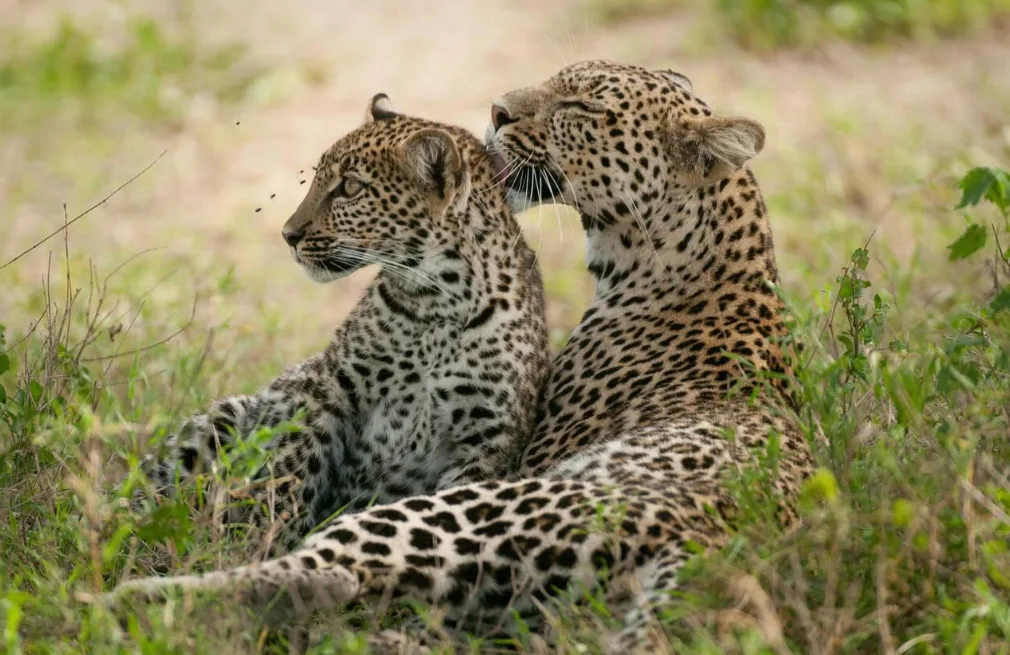 Serengeti Leopards