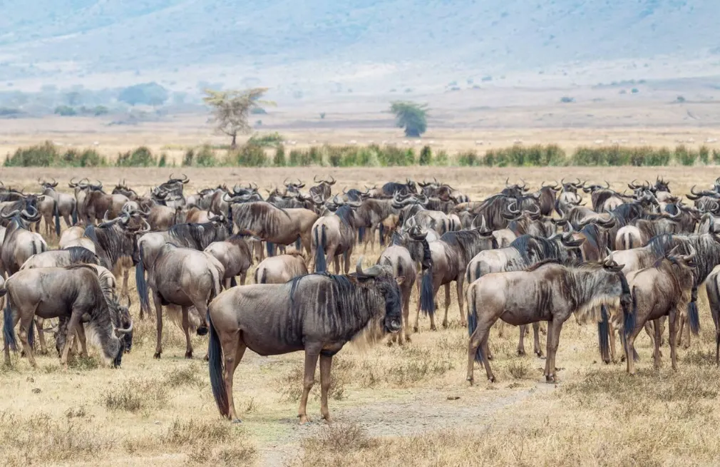 Ngorongoro Wildlife