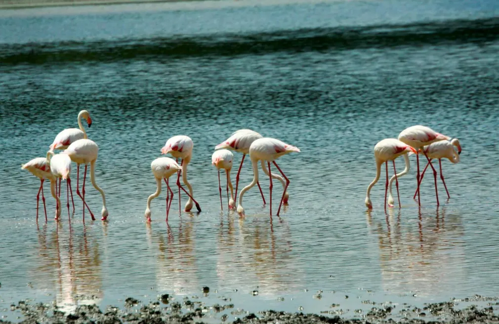 Lake Manyara Flamingos