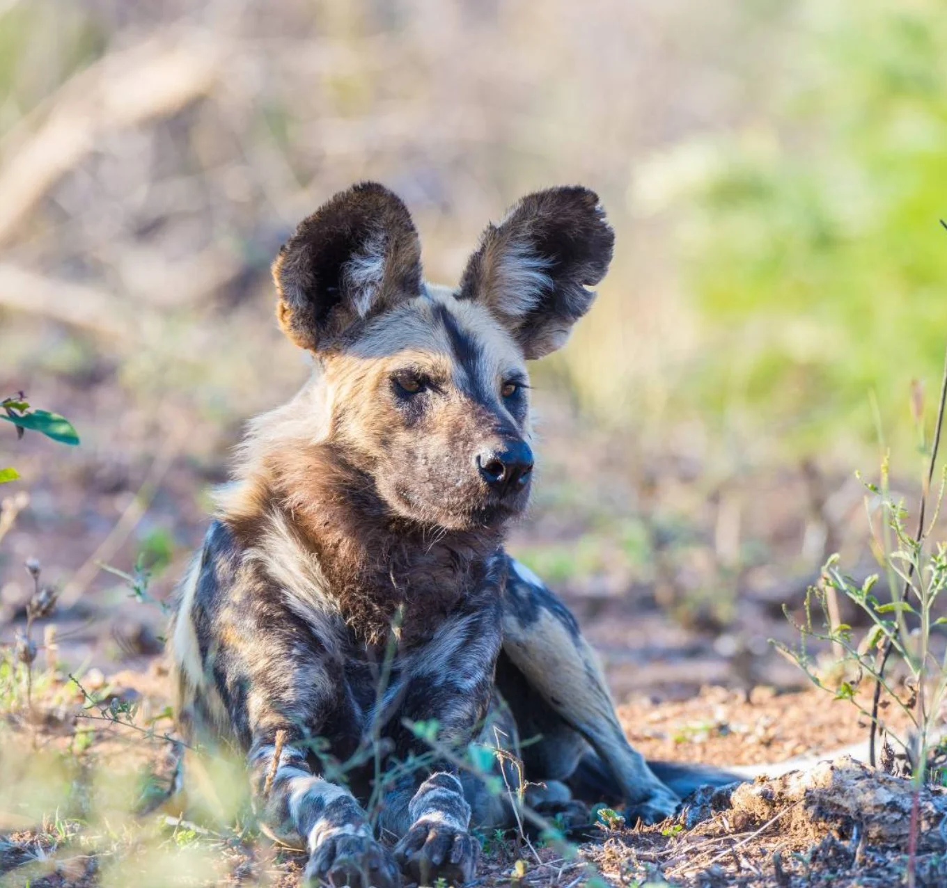 Zimbabwe Wild Dog