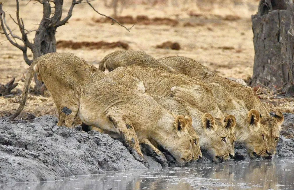 Hwange National Park