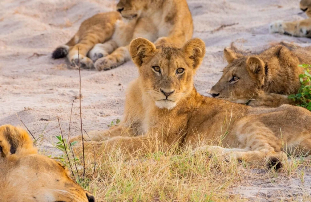 Chobe National Park Wildlife