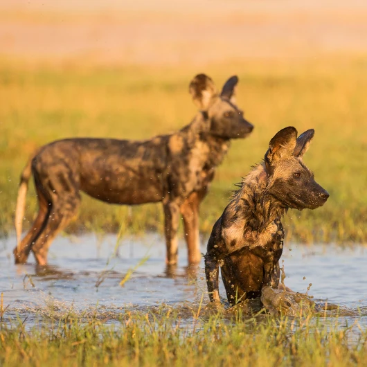 Hwange Wildlife