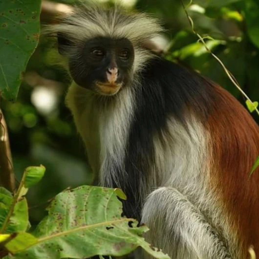 Tanzania Wildlife