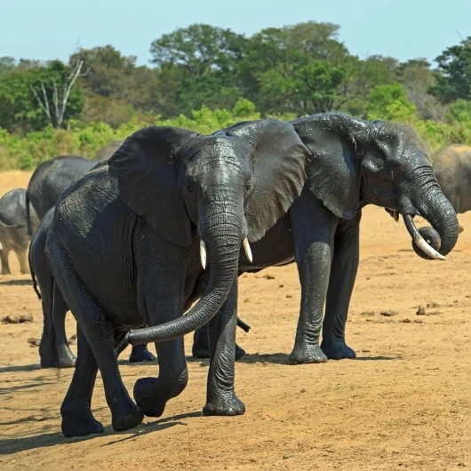Hwange Elephants