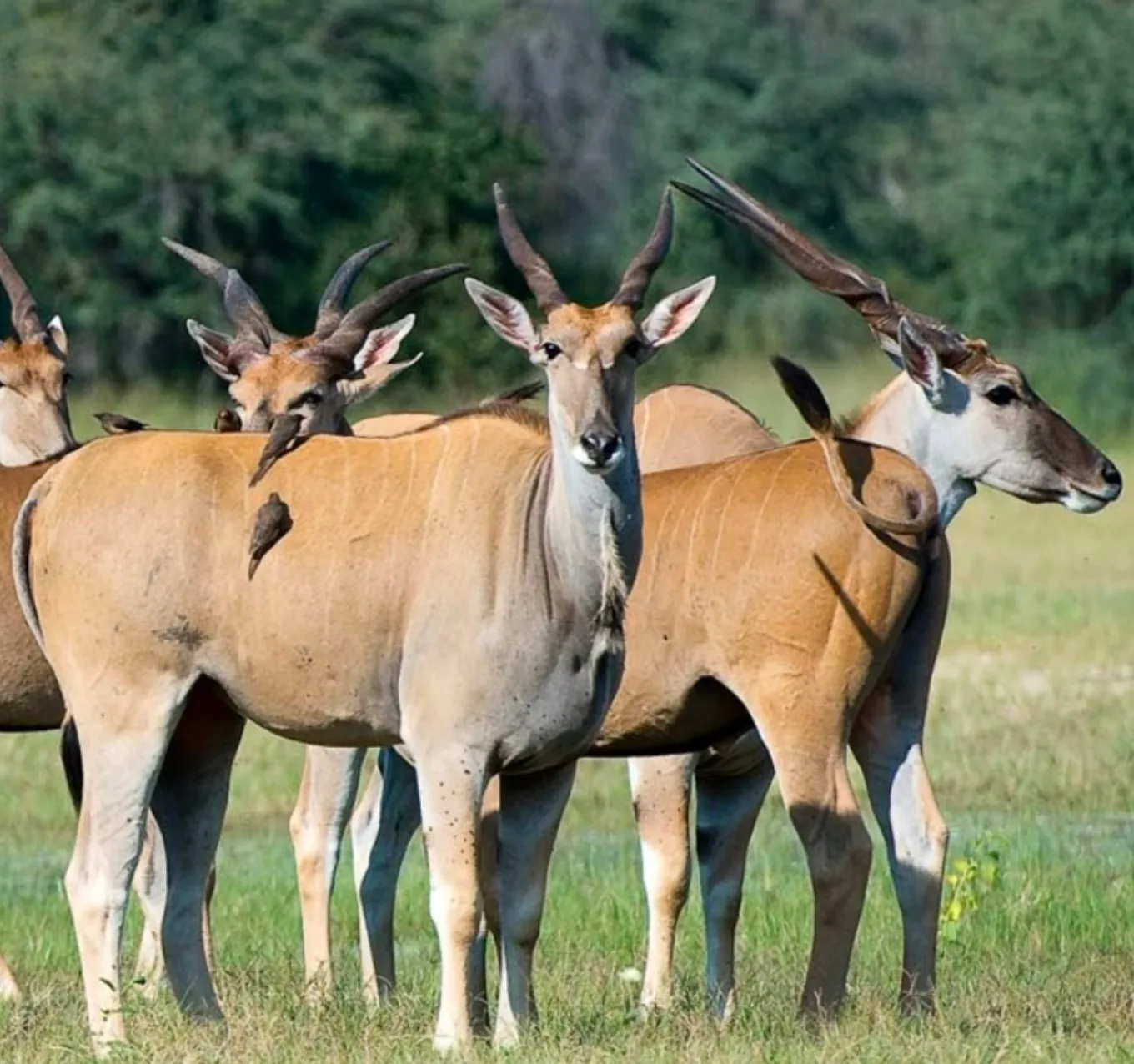 African Safari Tours
