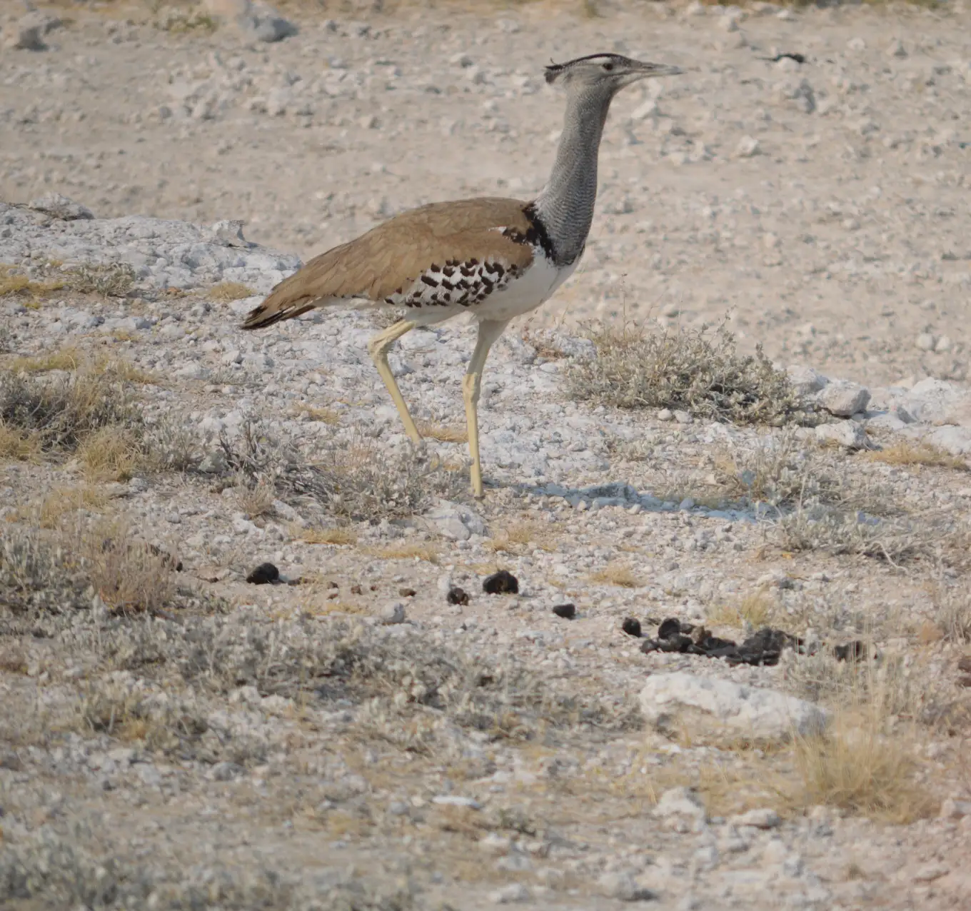 Etosha Birdlife