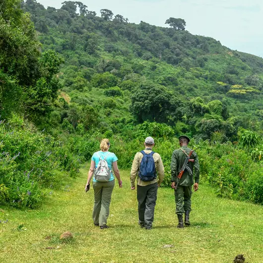 Guided Safari