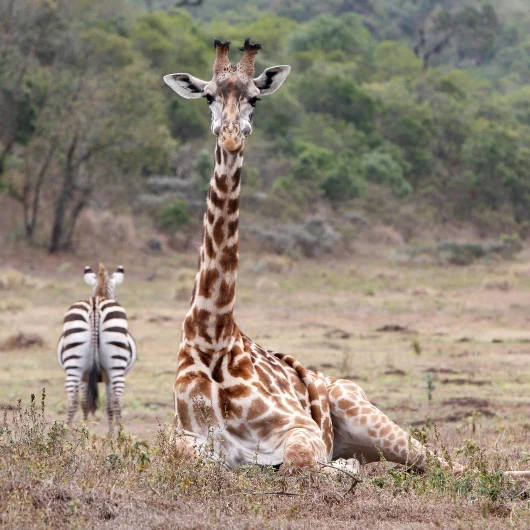 Arusha Wildlife