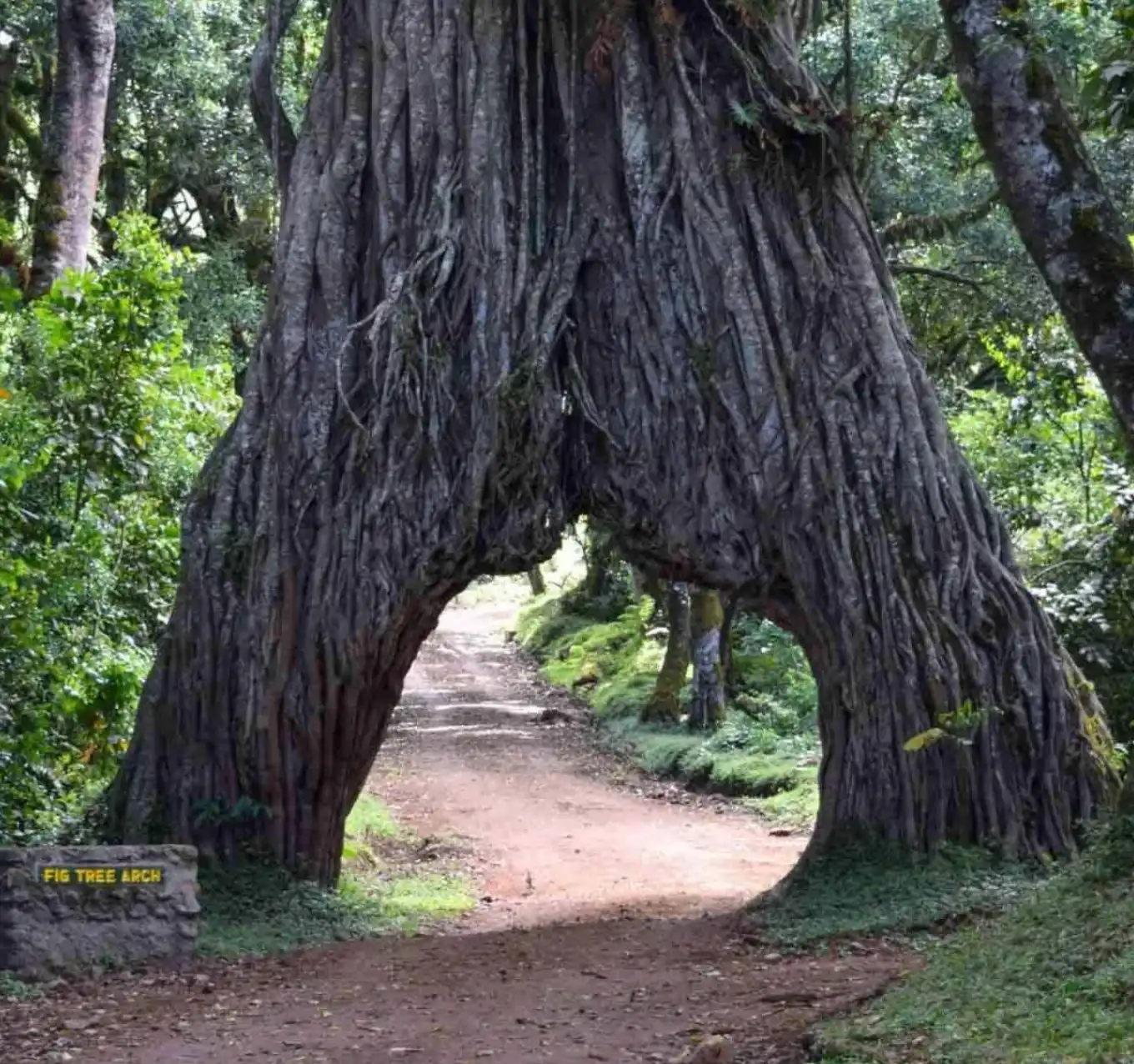 Fig Tree