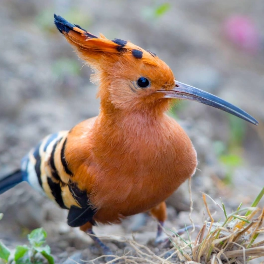 Arusha Birdlife