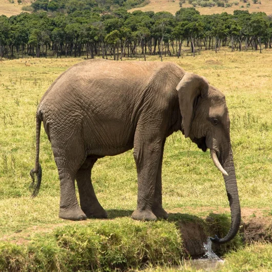 Arusha Wildlife