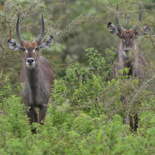Arusha Wildlife