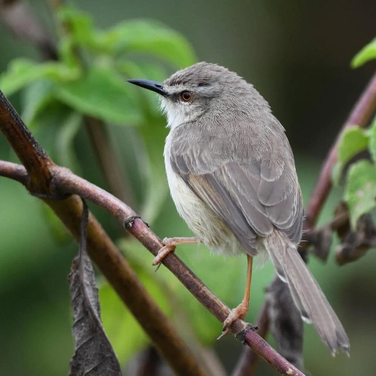 Arusha Birdlife