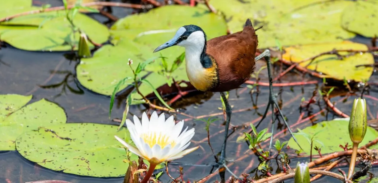 Okavango Delta Birds