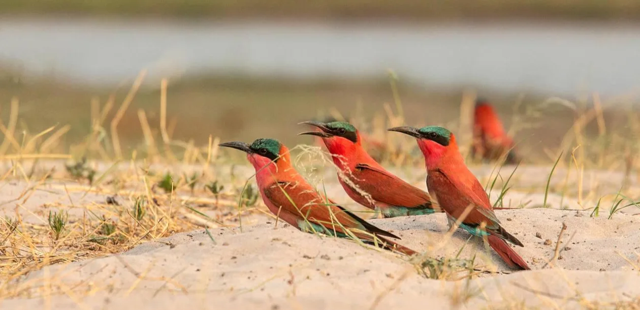 Chobe Birds
