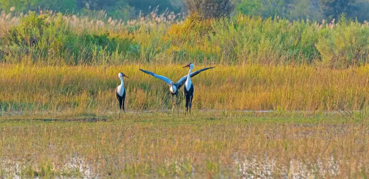 Wetland Birds
